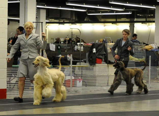 Best-Puppy-Savannah Halina.jpg